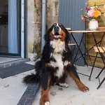 Le Lexa Vindelle